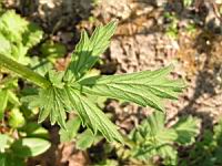 Geum chiloense (fam Rosacees) (Andes) (5) (Photo F. Mrugala)